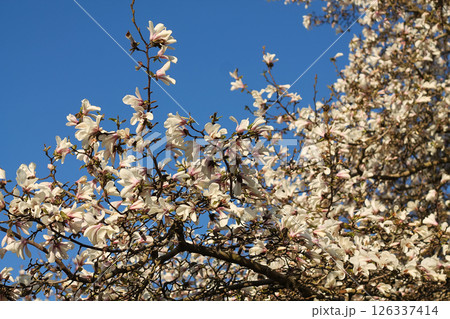 Large And Old Kobus Magnolia Trees Against Deep Sky Large And Old Kobus Magnolia Trees Against Deep Sky 126337414