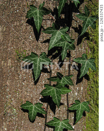 English Ivy Climbing A Tree In Winter 126337435