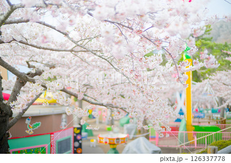 函館公園の桜 函館公園の桜 126337778