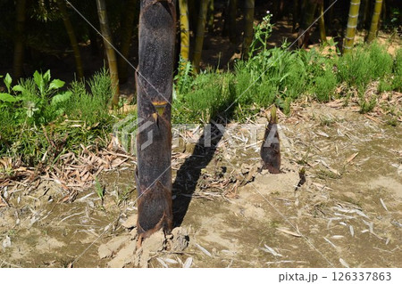 竹の子 春の食材 竹の子 春の食材 126337863