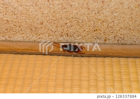 ゴキブリ(おもちゃ) 126337884