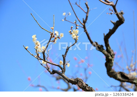 可愛い　白梅の花　小梅 126338424