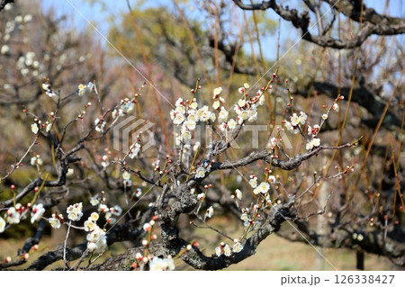爽やか　白梅の花　一重野梅 126338427