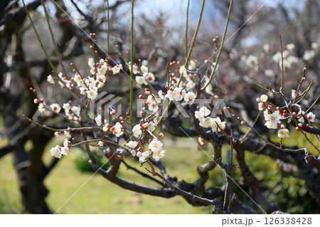 爽やか　白梅の花　一重野梅 126338428