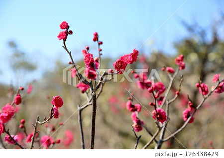 鮮やか 梅の花 鹿児島紅 鮮やか 梅の花 鹿児島紅 126338429