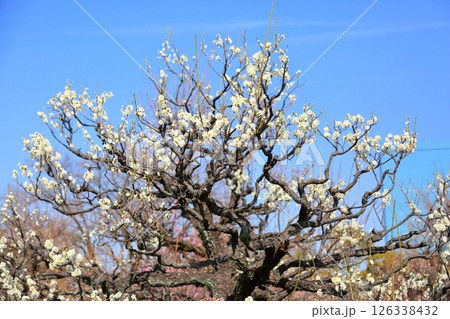 爽やか　梅の花　一重野梅 126338432