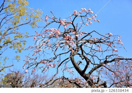 可愛い　ピンクの梅の花 126338434