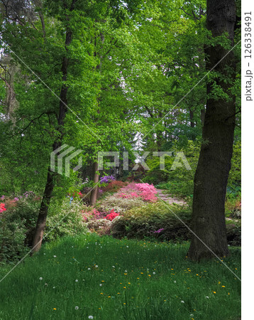 Blooming rhododendrons and azaleas illuminating dark forest path Pruhonice Park 126338491