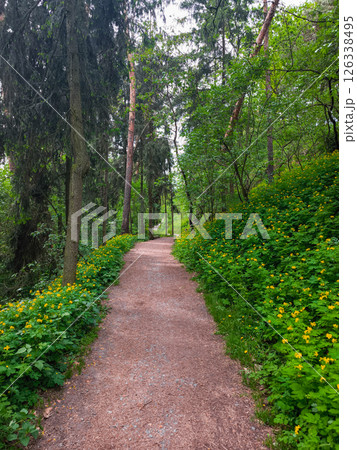 Pathway winding through lush forest with yellow flowers celandine blooming 126338495