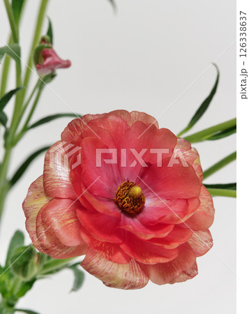 赤みのオレンジ色のラナンキュラス・ラックスの花【Ranunculus】 126338637