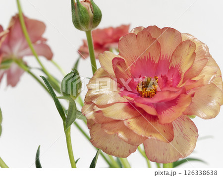 赤みのオレンジ色のラナンキュラス・ラックスの花【Ranunculus】 赤みのオレンジ色のラナンキュラス・ラックスの花【Ranunculus】 126338638