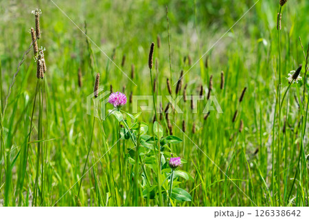 ヘラオオバコとアカツメクサ 126338642