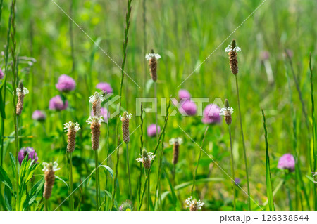 ヘラオオバコとアカツメクサ 126338644