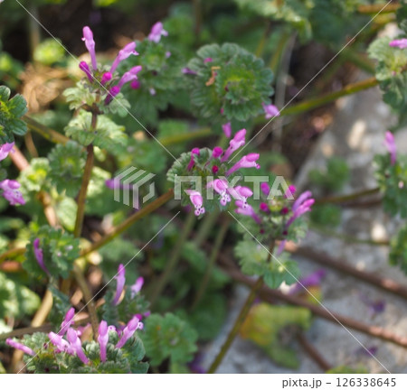 ホトケノザ 126338645