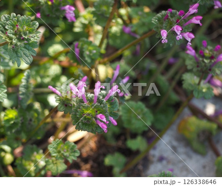 ホトケノザ 126338646