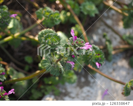 ホトケノザ 126338647