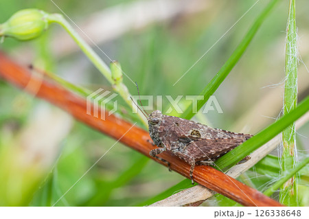 ハラヒシバッタ ハラヒシバッタ 126338648