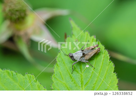 ハラヒシバッタ 126338652