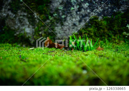 神社境内の苔 126338665