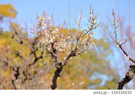 可愛い　白梅の花　小梅 126338830