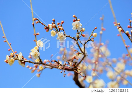 可愛い　白梅の花　小梅 126338831