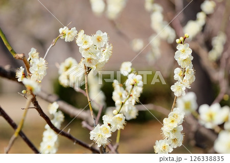 梅の花 一重緑咢 梅の花 一重緑咢 126338835