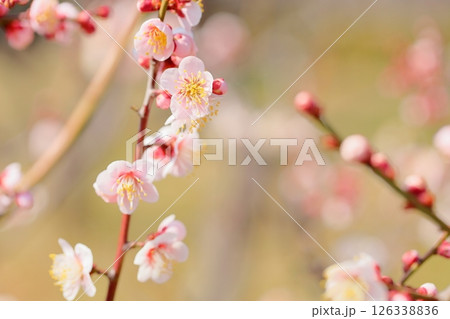 可愛い 梅の花 鶯宿 可愛い 梅の花 鶯宿 126338836