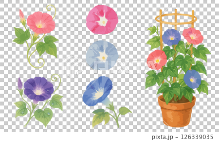 水彩風あさがおのイラストセット｜夏の植物・鉢植え・装飾素材におすすめ 126339035