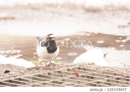 セグロセキレイ セグロセキレイ 126339047