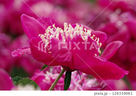 春の花壇に咲くピンクのシャクヤクの花 126339061