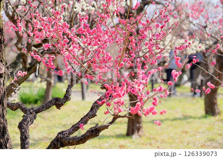 可愛い　梅の花　寒紅 126339073