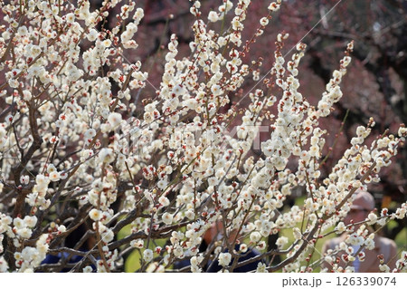 爽やか 白梅の花 爽やか 白梅の花 126339074