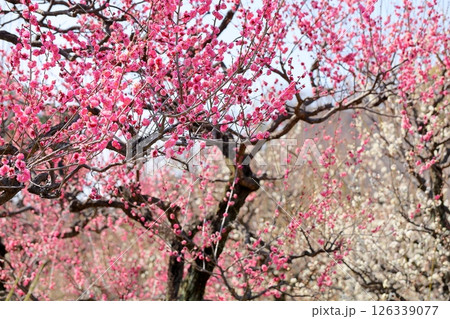 可愛い 梅の花 寒紅 可愛い 梅の花 寒紅 126339077