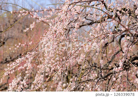 可愛い　ピンクのしだれ梅 126339078