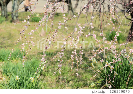 爽やか　白梅の花　白滝枝垂 126339079