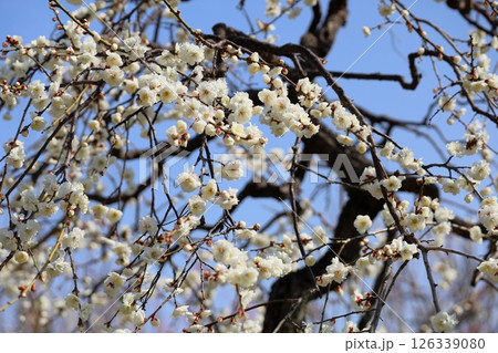 爽やか　白梅の花　白滝枝垂 126339080