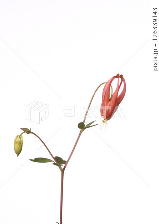 カナダオダマキ 126339143