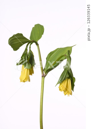 キバナホウチャクソウ 126339145