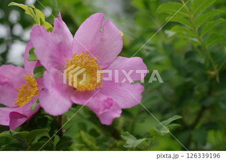 ピンクのばら 126339196