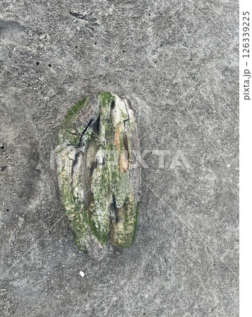 岩に生える苔と見せかけた流木 126339225