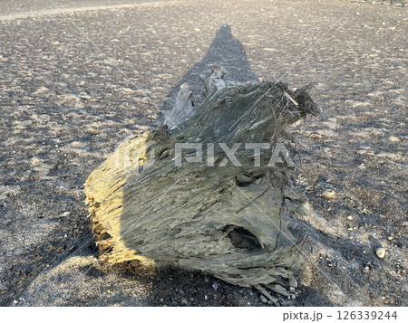 砂浜に打ち上げられた流木 砂浜に打ち上げられた流木 126339244