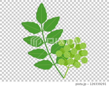 山椒の葉と山椒の実をイメージしたイラスト 山椒の葉と山椒の実をイメージしたイラスト 126339291