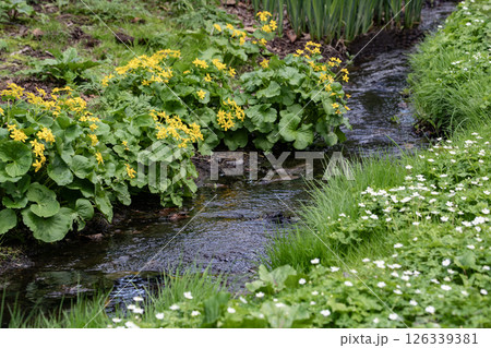 小川に咲く山野草 126339381