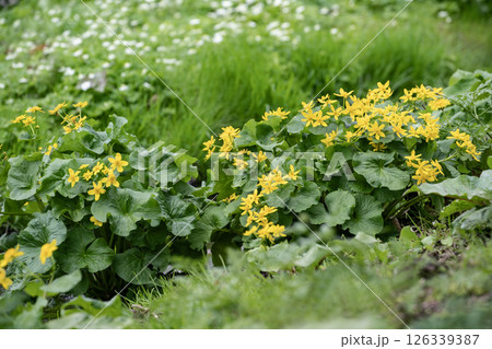 小川に咲く山野草 小川に咲く山野草 126339387