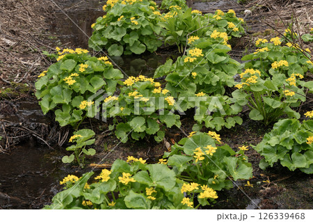 早春の森の山野草 早春の森の山野草 126339468