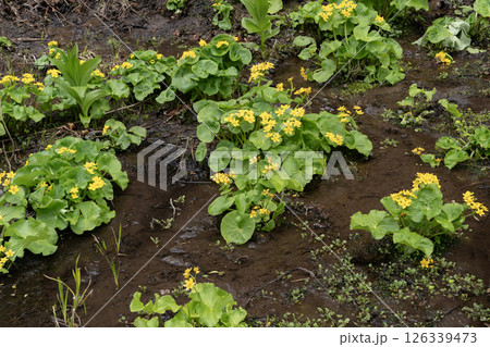 早春の森の山野草 早春の森の山野草 126339473