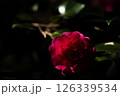 赤い椿の花 126339534