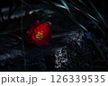 椿の花 126339535