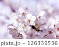 春の日差しを浴びる桜 126339536