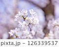 満開に咲いた桜 126339537